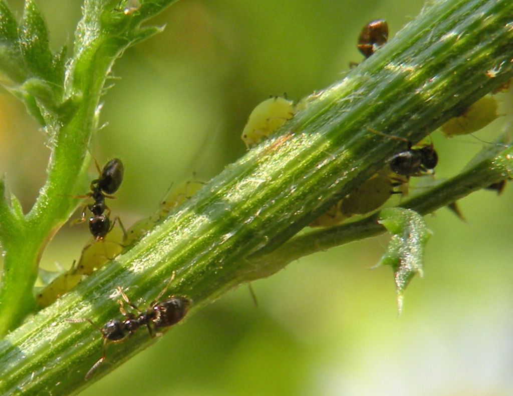 Forse non sono Plagiolepis... e invece s, P. pygmaea